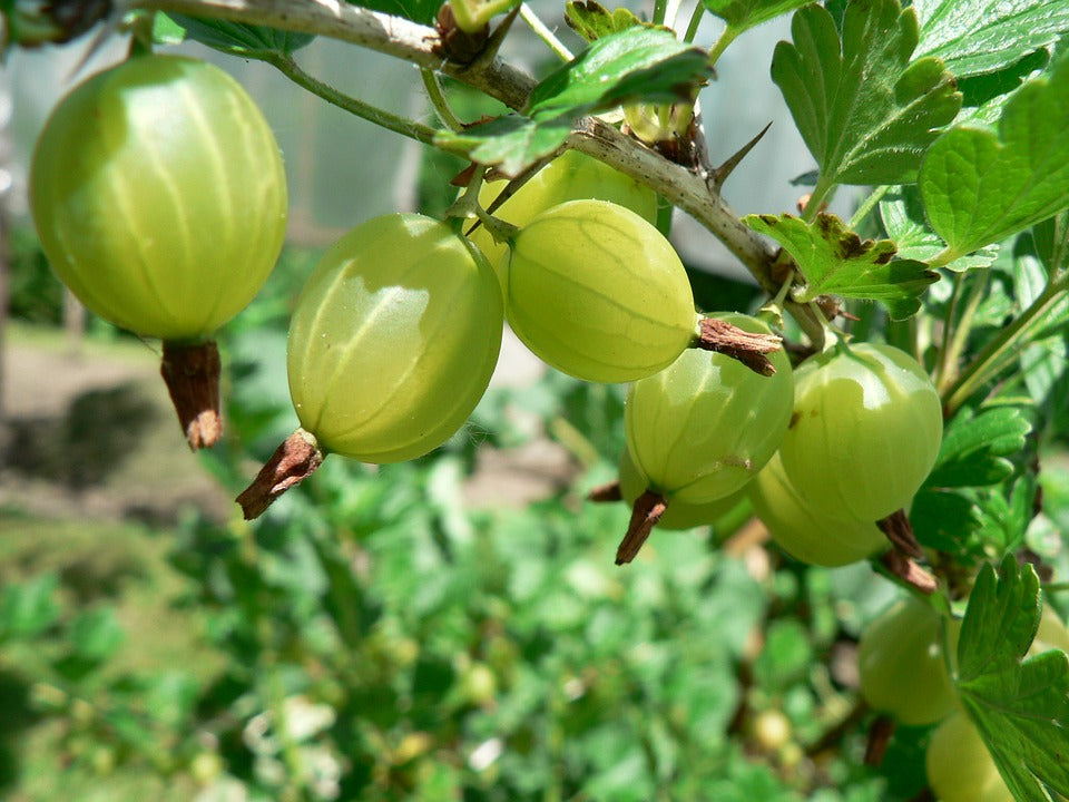 Healing Properties of Amla